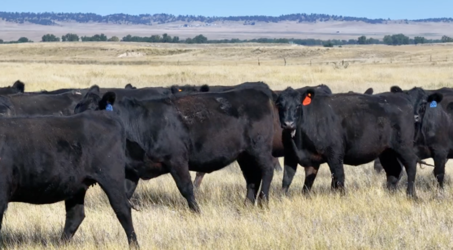 297 Head of Bred Heifers-BH908C5